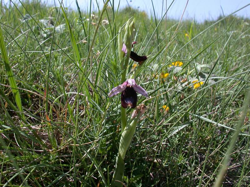 Ophrys bertolonii